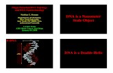 Single Stranded DNA Topology and DNA Nanotechnology … · Single Stranded DNA Topology and DNA Nanotechnology ... New York, NY 10003, USA ned.seeman@nyu.edu Lecture Notes AMS Short
