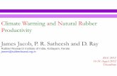 Climate Warming and Natural Rubber Productivity … Warming and Natural Rubber Productivity James Jacob, P. R. Satheesh and D. Ray Rubber Research Institute of India, Kottayam, Kerala