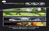 Invasive Species in Ireland Identification Cards · 2015-09-14 · • Hexagonal hollow stems. • Alternative leaves. ... • Block out-pipes and clogg engines ... • The shell