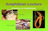 Amphibian Lecture I - Mayfield City Schools Lecture.pdf · Amphibian Lecture Anatomy of Amphibians ... –Main function –breathing ... Frog or Toad? •Frogs –Associated with