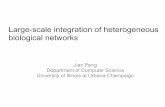 Large-scale integration of heterogeneous biological networkspublish.illinois.edu/.../files/2016/10/Peng_slides_bigdata.pdf · Large-scale integration of heterogeneous biological networks