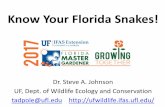 Know Your Florida Snakes! - UF/IFAS OCI Indigo Snake Drymachon couperi (2 sp. now) Identification: Large, glossy black/blue, chin/throat reddish-brown/salmon orange/cream, belly gray,