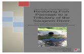 Ontario Ministry of Transportation (MTO) - tac-atc.ca Ministry of Transportation (MTO) Restoring Fish Passage to a Tributary of the Saugeen River 2017 Transportation Association of