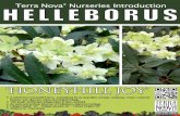 Helleborus 'Honeyhill Joy' - terranovanurseries.com · 'HONEYHILL JOY' A hybrid from Honeyhill Farms -exceptional for quantities of large, outfacing, cream-centered flowers over vigorous,