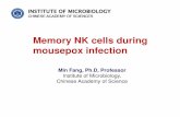 Memory NK cells during mousepox infection · Memory NK cells during mousepox infection Min Fang, Ph.D, ... • Thy1 NK Cells from Vaccinia Virus-Primed Mice Confer Protection ...