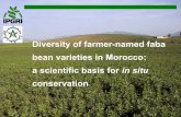 Diversity of farmer-named faba bean varieties in …archive.unu.edu/env/plec/cbd/Montreal/presentations/...Diversity of farmer-named faba bean varieties in Morocco: a scientific basis