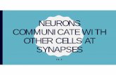 NEURONS COMMUNICATE WITH OTHER CELLS AT SYNAPSESgandha.weebly.com/.../chapter_34.3_synapses.pdf · NEURONS COMMUNICATE WITH OTHER CELLS AT SYNAPSES • Neurons communicate with other
