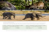 Rates in - MalaMala Game Reserve · Combine MalaMala and Mashatu Game Reserves in an exciting 7 night package which includes all transport to and from Johannesburg. This package combines
