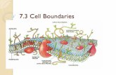 7.3 Cell Boundaries - 1.cdn.edl.io€¦ · Cholesterol Cholesterol: This helps keep the cell membrane flexible and fluid. Makes the membrane stronger making it harder for small molecules