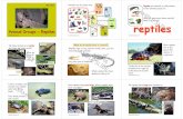 animals mammals reptilesreptiles - KS1 Resources · Animals can be sorted into ... Most reptiles hatch from eggs that have leathery shells. Reptiles lay their eggs on land. S A M