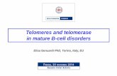 Telomeres and telomerase in mature B-cell disorders (aging of immune system) ... (Hiyama K J Immunol 1995, Hodes RJ Immunology 2002) ... tumour suppressor genes (ATM) ...