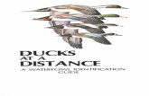 AT A DISTANCE - United States Fish and Wildlife Service at a distance-ocr.pdf · Ducks at a Distance By Bob Hines ... zig-zagging from great heights before leveling off to land. ...
