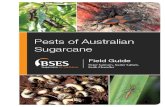 Pests of Australian Sugarcane - Sugar Research Australia · Pests of Australian Sugarcane Field Guide Peter Samson, Nader Sallam, Keith Chandler BSES Limited l Australia 2013