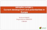 Jatropha curcas L. - Crops2Industry. CIRAD_18-2-11.pdf · Jatropha curcas L. Wild ... for farmer and buyer. Evaluation in Mali of cost of jatropha seeds : 0.15 €/kg or 0.60 €of