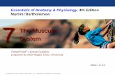 The Muscular System - sbps.net · Essentials of Anatomy & Physiology, 4th Edition Martini / Bartholomew PowerPoint® Lecture Outlines prepared by Alan Magid, Duke University