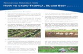 How to grow Tropical Sugar Beet - SESVanderHave to grow tropical... · Technical Information How to grow Tropical Sugar Beet 1. Soil preparation & Sowing • Sugar beet can be cultivated