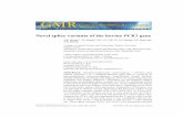 Novel splice variants of the bovine PCK1 gene · 2013-09-27 · Novel splice variants of the bovine PCK1 gene Z.B ... Splice variants of the PCK1 gene in the tissues of bull and cow.