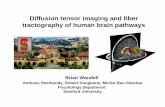 Diffusion tensor imaging and fiber tractography of human ...media.nips.cc/Conferences/2006/Tutorials/Slides/Wandell.pdf · Diffusion tensor imaging and fiber tractography of human