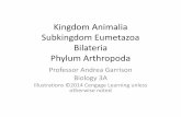 Kingdom Animalia Subkingdom Eumetazoa Bilateria … 3A/Bio 3A... · • 3 lobes of body – 1 median lobe, 2 lateral lobes • Dorsoventrally flattened • Heavy exoskeleton • 3