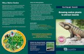 Growing native plants to attract lizards - Ku-ring-gai Council · Growing native plants to attract lizards Eastern Water Dragon ... this brochure lists ... source. skinks will also