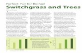 Perfect Pair for Biofuel Switchgrass and Trees · Switchgrass and Trees ... per acre for a 2-year-old stand, ... 14 tons per acre of pulpwood by an age-13