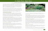 #1: Right Plant, Right Place - citrusbocc.com · plant selections. PLANT SELECTION ... Florida-Friendly Plant List (see ), or ... Use these steps as a guide to selecting the right