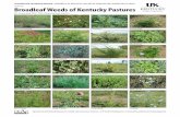 AGR-207: Broadleaf Weeds of Kentucky Pastures · cooperative extension service • university of kentucky college of agriculture, lexington, ky, 40546 agr-207 ... dogbane, hemp p