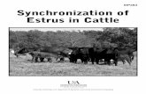Synchronization of Estrus in Cattle - MP383 - uaex.edu · Synchronization of Estrus in Cattle ... as many diseases cause reproductive failure. ... synchronization options for beef