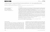 Arbuscular mycorrhizal associations in Lycopodiaceae ...nature.berkeley.edu/brunslab/mycorrhizal/papers/winther2008.pdf · Arbuscular mycorrhizal associations in Lycopodiaceae ...
