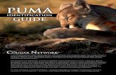 puma field guide - Home - Cougar Puma concolor has many names, including cougar, mountain lion, puma,