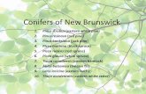 Conifers of New Brunswickwatershed.for.unb.ca/files/conifers.pdf · Conifers of New Brunswick 1. Pinusstrobus(eastern white pine) 2. Pinusresinosa (red pine) 3. Pinusbanksiana(jack