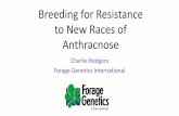 Breeding for Resistance to New Races of Anthracnose · Breeding for Resistance to New Races of Anthracnose ... Race 3 in Oklahoma in 1982 – no cultures were maintained Race 4 in