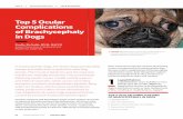 Top 5 Ocular Complications of Brachycephaly in Dogs€¦ · Top 5 Ocular Complications of Brachycephaly in Dogs ... TOP 5 OCULAR COMPLICATIONS OF BRACHYCEPHALY IN DOGS 1. ... Products