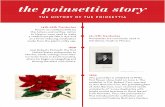 the poinsettia story · 2017-11-29 · Carr received seeds and plants of “a new Euphorbia with bright scarlet bracteas or floral leaves” from Poinsett. Thus, the poinsettia is