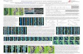 MORPHODYNAMIC MODELING OF LARGE … · in such rivers have been studied using analysis of bathymetric maps ... parameterisations of bank erosionand ... -1 o higher shear stresses,