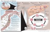 The Life Cycle of Malaria - Carter Center · The Life Cycle of Malaria When the mosquito feeds, gametocytes are ingested into its stomach. The gametocytes emerge from the infected
