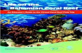 Life on the Bahamian Coral Reef - Bahamas Reef … · Life on the Bahamian Coral Reef ... and are located closest to the shore. Barrier Reefs - these reefs run parallel to the shoreline,