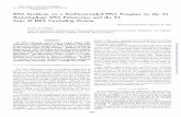 DNA Synthesis on a Double-stranded DNA Template by the T4 ... · DNA Synthesis on a Double-stranded DNA Template by the T4 Bacteriophage DNA Polymerase and the T4 ... T4 DNA polymerase