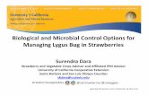 and Microbial Control Options for Lygus Bug in Strawberriescesantabarbara.ucanr.edu/files/165601.pdf · Biological and Microbial Control Options for ... Potential of entomopathogens