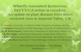 Whitefly transmitted Ipomovirus, SqVYV-CA isolate in ...vric.ucdavis.edu/ucd-access/VC3 workgroup/VegCropsPT_2015/13 VC3... · Insect Vectored Lettuce Viruses & Phytoplasma Sweetpotato