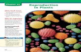 Chapter 24: Reproduction in Plants - CoconinoHighSchool · on reproduction in plants ... vegetative reproduction protonema megaspore microspore ... gametophyte is the familiar form,