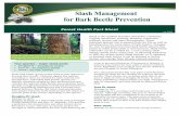 Forest Health Fact Sheet - oregon.gov · Ips bark beetles are the primary slash-infesting pests of pine. They produce multiple generations per year and multiple broods per generation,