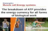 The breakdown of ATP provides the energy currency for all ... · The breakdown of ATP provides the energy currency for all forms of biological work Bioenergetics ... ‘Oxidation