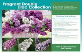Fragrant Double Lilac Collection A. B. Lilac Double ... · A. Lilac Double ‘Charles Jolie’ B. Lilac Double ‘Madame Lemoine’ C. Lilac Double ‘President Grevy’ Planting