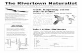 Fossils, Morphology, and the Evolution of Birds - hras.orghras.org/pdffiles/novdec09newsletter.pdf · 2 The Rivertown Naturalist You are invited to attend Hudson River Audubon Society’s
