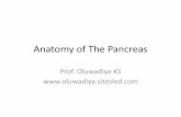 Anatomy of The Pancreas - oluwadiya.comoluwadiya.com/Documents/Anatomy/Abdomen/7 Anatomy... · introduction •The pancreas is both an exocrine gland, producing pancreatic juice that