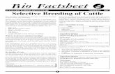 187 Cattle Breeding - jwbiology.comjwbiology.com/ocr/A2/F215/worksheets/187_Selective_breeding_of... · breeding has dramatically improved many of the traits that we ... Explain why