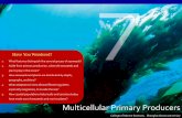 Multicellular Primary Producers - liyunkai.net 7 Multicellular Primary... · What adaptations have allowed flowering plants, ... Each of the following is an important ecological ...