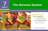 The Nervous System - Plainfield South High Schoolpshs.psd202.org/documents/bzetterg/1502917808.pdf · 2017-08-16 · System Central nervous system (CNS) Brain ... Copyright © 2006