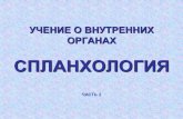 Anatomy - splanchnologyportal.tpu.ru/SHARED/d/DKV/inst/Anatomy/Anatomy8.pdf · - a. renalis dextra; 12- a. mesenterica superior; ... PNC. 106. Ceneaeua, hen [splenl; ... Anatomy -